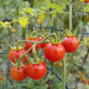 Semences de tomate groseille Petit Moineau