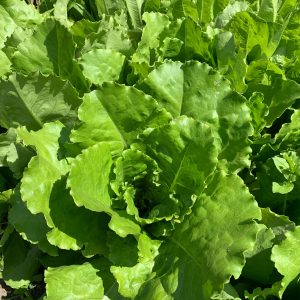 Lettuces and other greens
