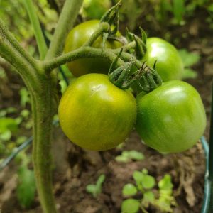 Semences de tomate raisin verte